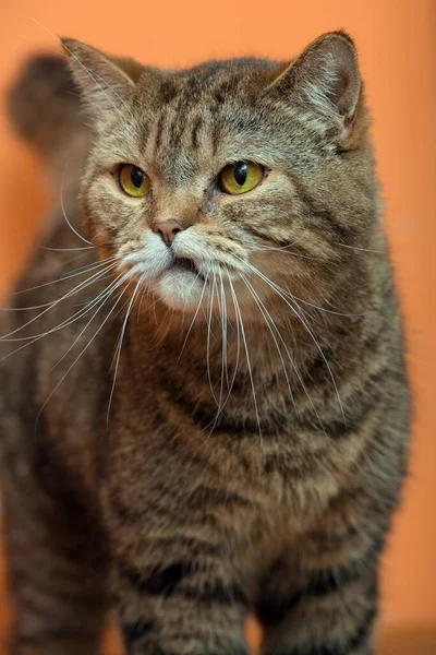 Missbilligte Braune Britische Katze Porträt — Stockfoto