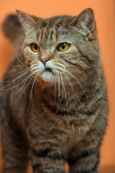 Desagradado Marrom Britânico Gato Retrato — Fotografia de Stock