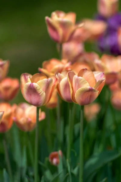 芝生の上のピンクと紫のチューリップ — ストック写真