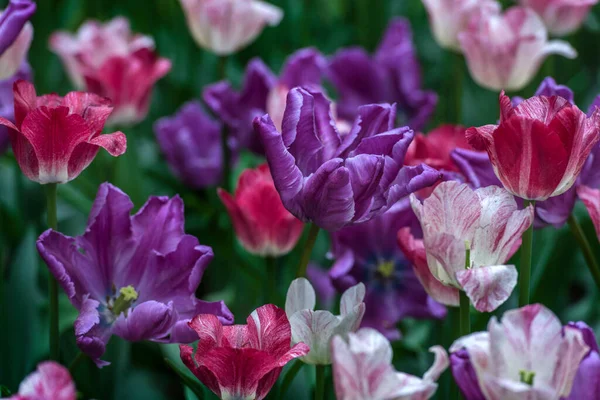 芝生の上の白 ピンク 紫のチューリップ — ストック写真