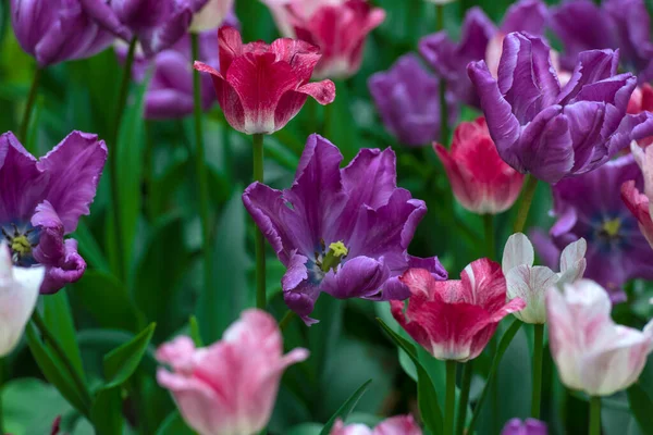 White Pink Purple Tulips Lawn — Stock Photo, Image