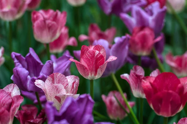 Tulipas Brancas Rosa Roxas Gramado — Fotografia de Stock