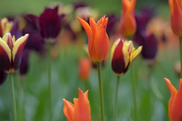 Maroon Orange Tulips Lawn Spring — Stock Photo, Image