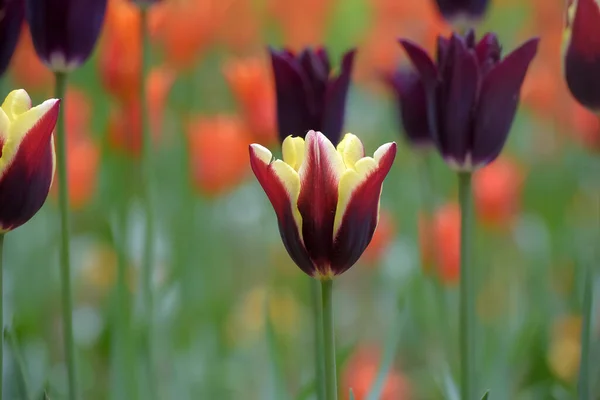 Maroon Orange Tulips Lawn Spring — Stock Photo, Image