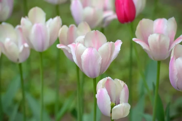 春には芝生の上で白とピンクのチューリップ — ストック写真