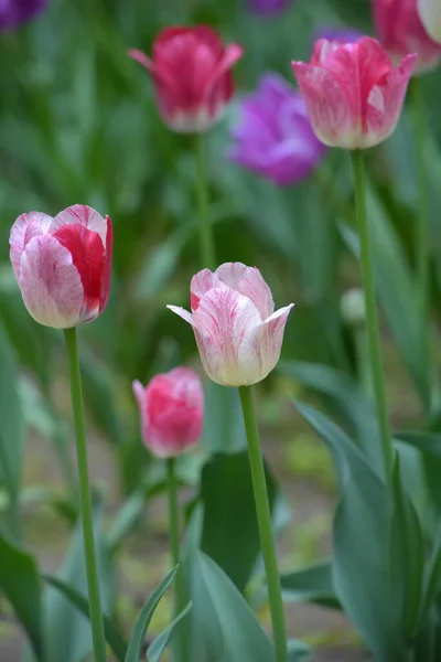 春には芝生の上で白とピンクのチューリップ — ストック写真