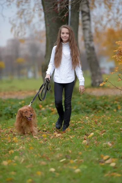 Fille Dans Pull Blanc Promenades Avec Chien Épagneul Dans Parc — Photo
