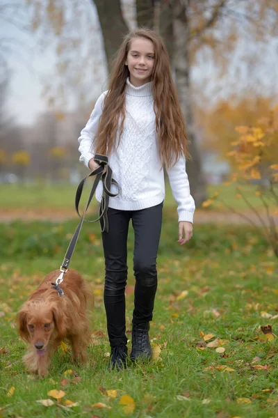 Fille Dans Pull Blanc Promenades Avec Chien Épagneul Dans Parc — Photo