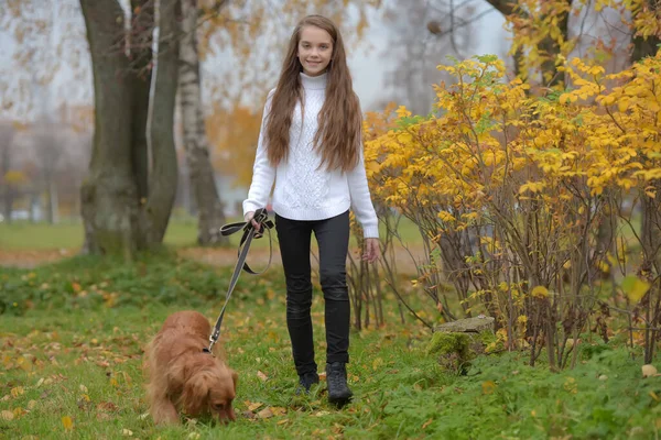 Menina Uma Camisola Branca Caminha Com Spaniel Cachorro Parque Outono — Fotografia de Stock