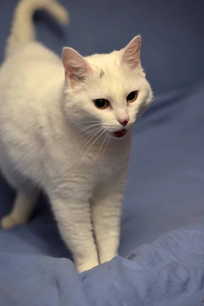 Beau Chat Blanc Sur Fond Bleu C Est Drole Fourrure Stock Photo