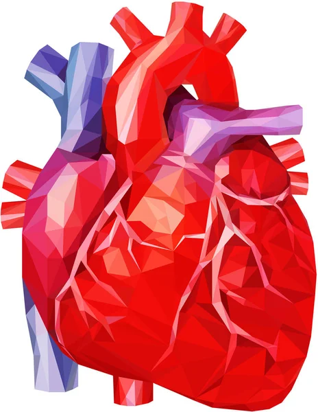 Realistisches menschliches Herz in Low-Poly mit Venen und Aorta in rot, lila und blau — Stockvektor
