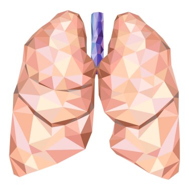 Human lungs in low poly with trachea. Vector clipart