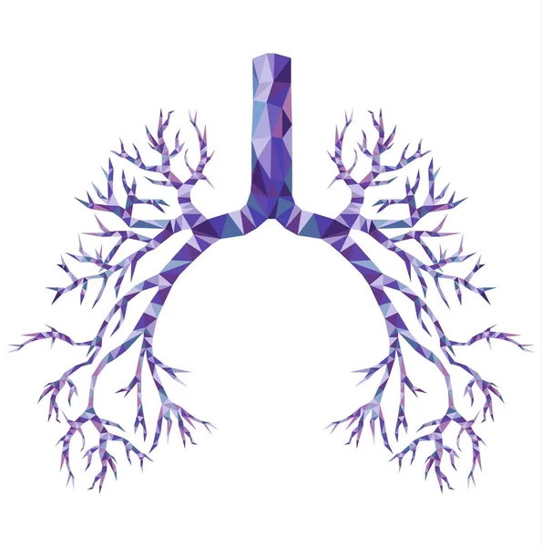 Manusia rendah poly bronchus dengan trachea, carina dalam warna ungu dan biru . - Stok Vektor