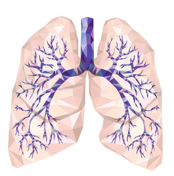 Pulmones humanos con tráquea, bronquio, bronquios, carina, en poliuretano bajo — Vector de stock