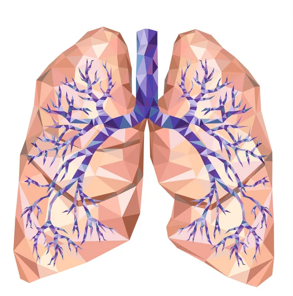 Human lungs with trachea, bronchus, bronchi, carina, in low poly — Stock Vector