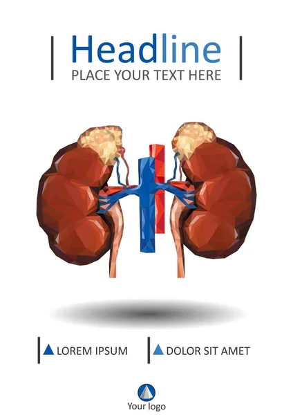 Plantilla de cubierta con riñones poliuretanos humanos bajos con vena y aorta , — Vector de stock