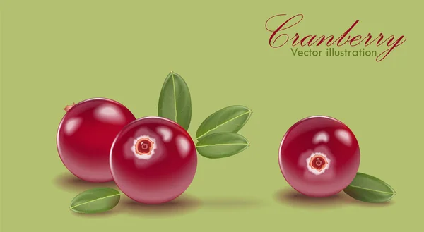 Conjunto de cranberry vermelho com folha no fundo verde. Cranberries para — Vetor de Stock