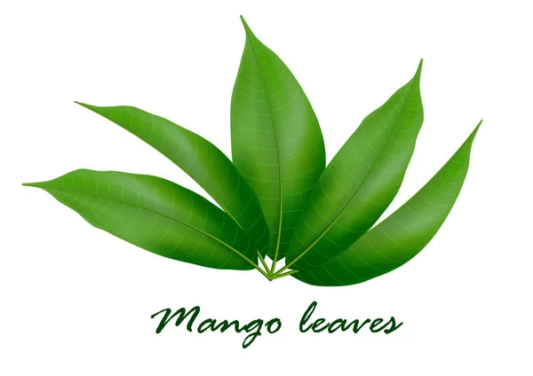 Mango verlaat achtergrond voor banner, viering, vakantie, kosteloze — Stockvector