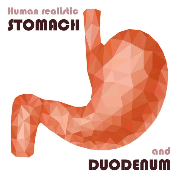 Realista bajo poli estómago humano y duodeno. Digestivo saludable — Vector de stock