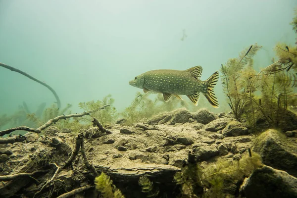 Hechtfische im polnischen See mit den Pflanzen — Stockfoto