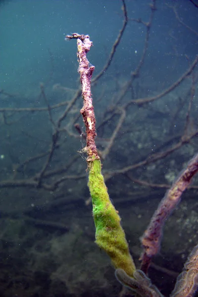 Sualtı planları benziyor diğer