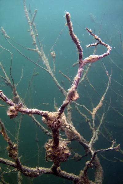 Sualtı ağaç nöron