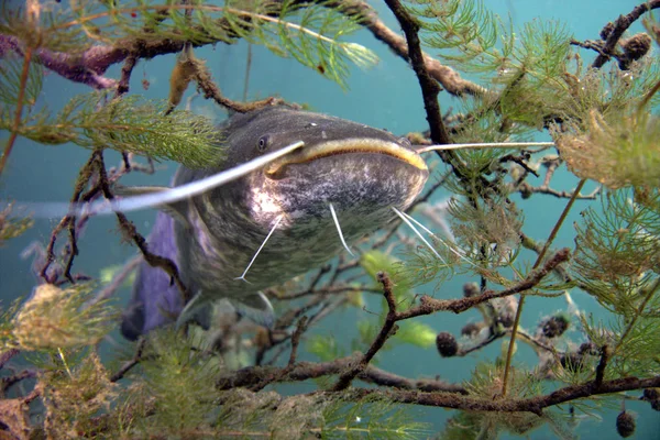 ağaç üzerinde Yayın balığı