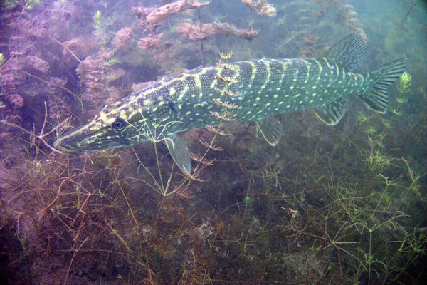 Poisson brochet sur l'herbe — Photo