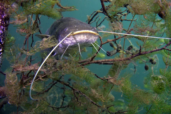 ağaçta kedi balık