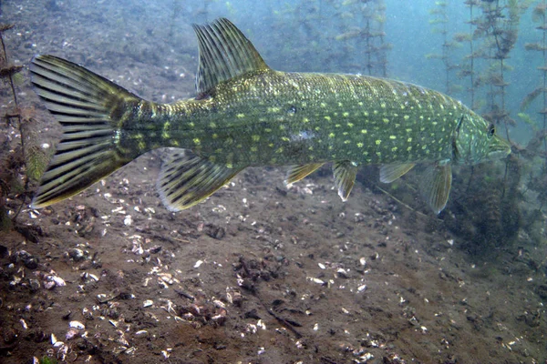 Gelin tarafı pike balık