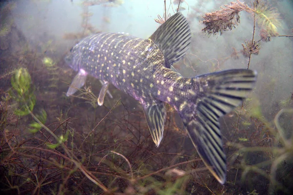 pike balık kapatın