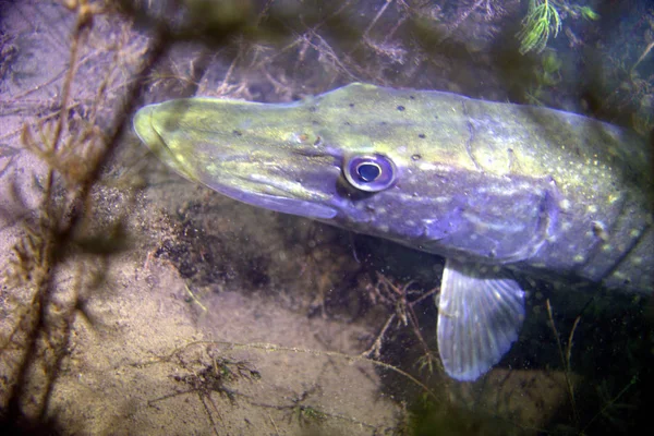 Brochet poisson verz fermer — Photo