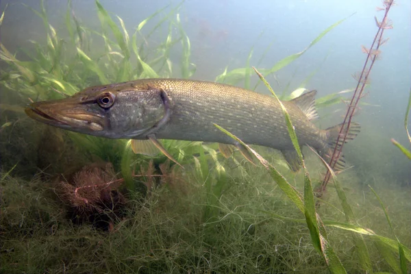 Hechtfische mit den Pflanzen — Stockfoto