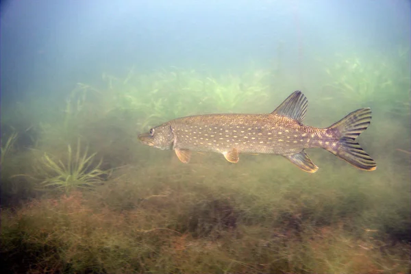 Hechtfische auf dem Gras unter Wasser — Stockfoto