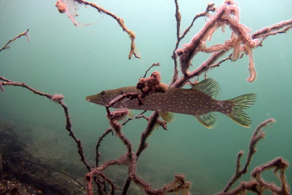 bitkiler ile pike fisg