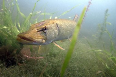 pikefish çim