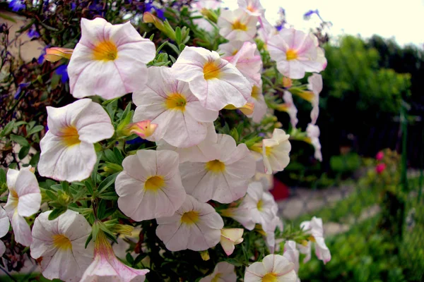 Bahçede beyaz çiçekler