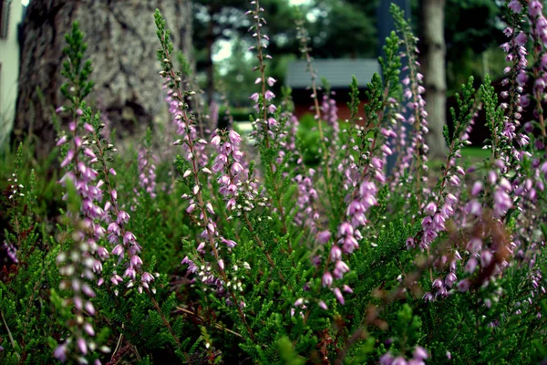 Heather çiçek bahçesinde