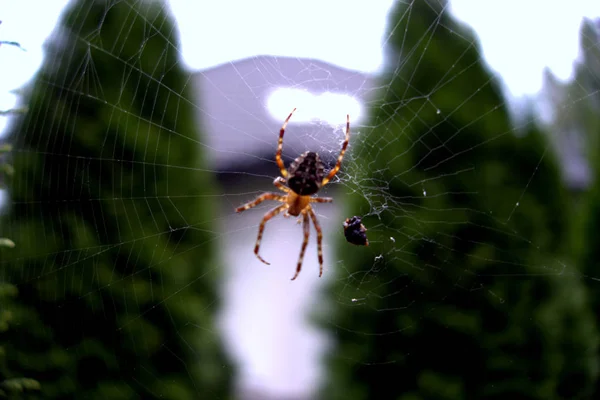 örümcek örümcek ağı Tarih