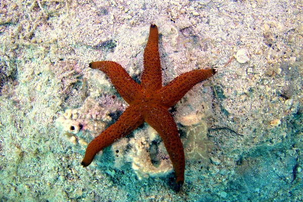 亚得里亚海中的海洋生物 — 图库照片