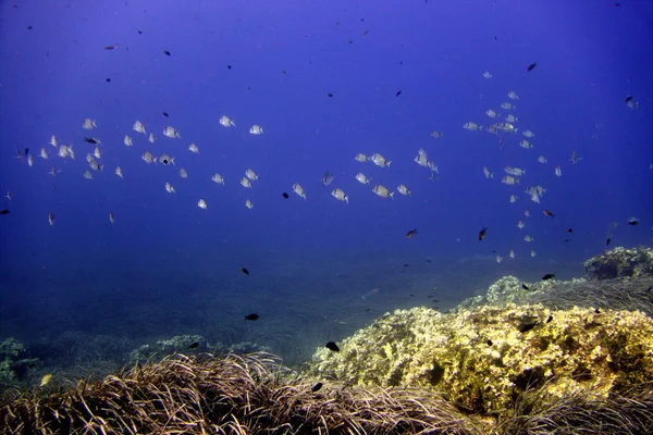 亚得里亚海中的海洋生物 — 图库照片