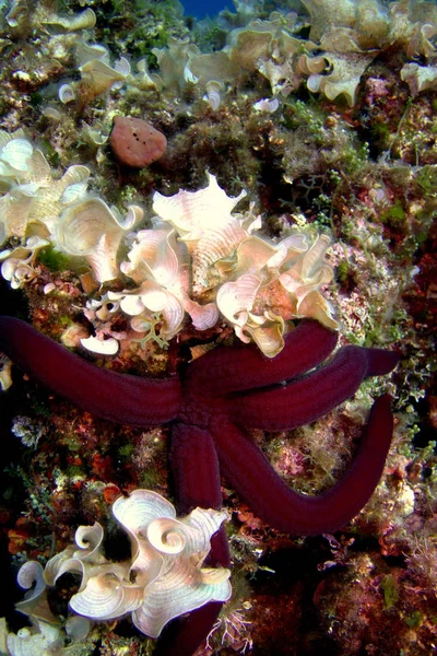 海洋生物动物植物 — 图库照片