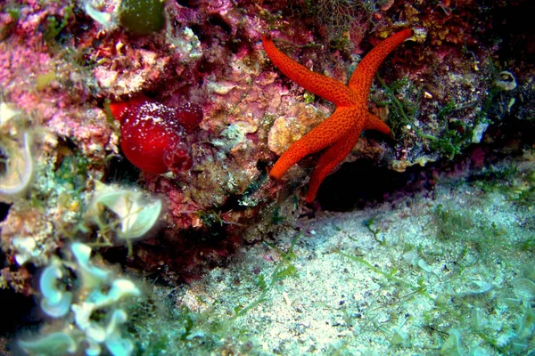 Meereslebewesen Pflanzen — Stockfoto