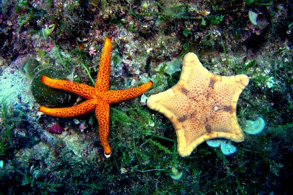 Deniz yaşamı hayvanlar bitkiler