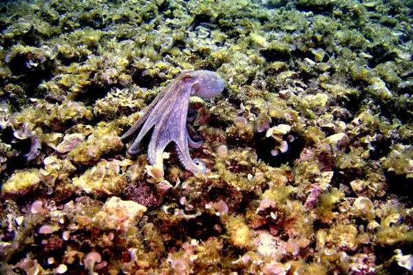 Krake Adriantschen Meer — Stockfoto