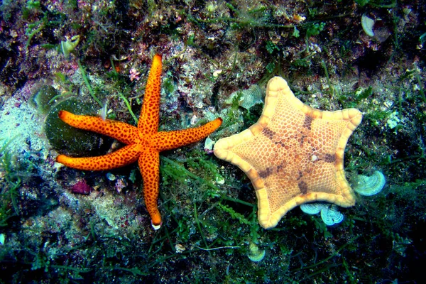 Adriyatik Denizi 'ndeki deniz yıldızı