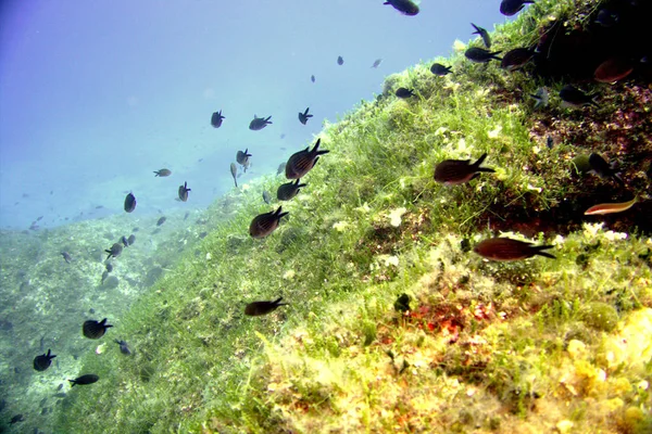 克罗地亚维斯岛的海洋生物 — 图库照片