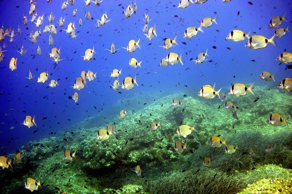 Hırvat Vis Adası 'nda deniz yaşamı