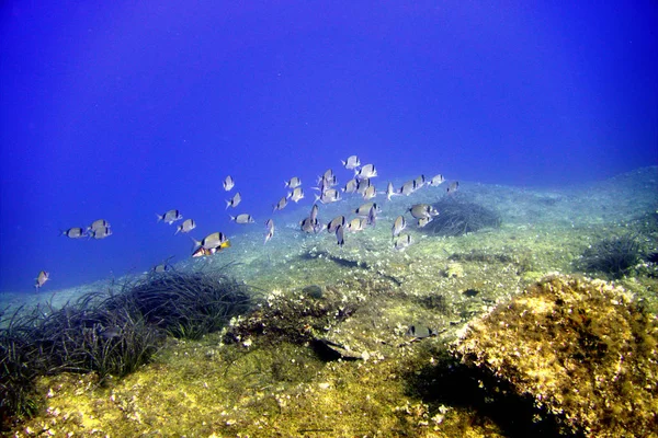 Hırvat Vis Adası 'nda deniz yaşamı