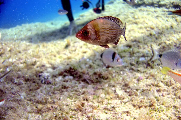 Marine life animals plants — Stock Photo, Image